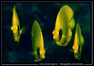 Face to face with these beautiful Yellow Butterfly Fishes... by Michel Lonfat 